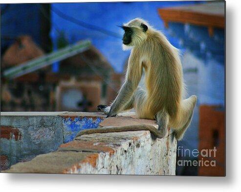 Jodhpur Metal Print featuring the photograph Langur on a Wall in Rajasthan by Henry Kowalski