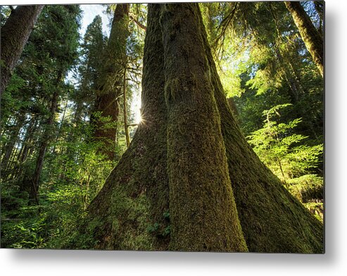 Vancouver Island Metal Print featuring the photograph Large Douglas Fir Trees In The Stoltman by Robert Postma / Design Pics