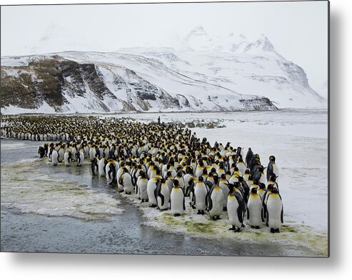Scenics Metal Print featuring the photograph Large Group King Penguins Landscape by Darrell Gulin