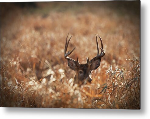 Rutting Metal Print featuring the photograph Large Trophy Size Whitetail Buck In by Jimkruger