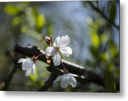 Green Metal Print featuring the photograph Late Spring Blossom by Spikey Mouse Photography