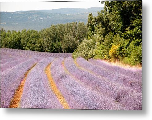 Tranquility Metal Print featuring the photograph Lavender Field In Provence, France by Copyright By Bert Kohlgraf