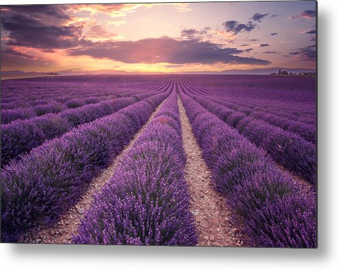 Dawn Metal Print featuring the photograph Lavender field in Provence, France (Plateau de Valensole) by Mammuth