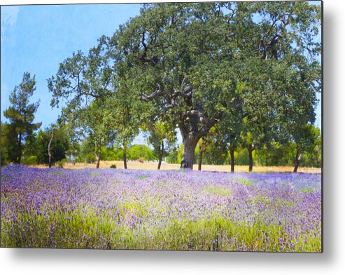 Lavender Metal Print featuring the photograph Lavender Fields by Beth Taylor
