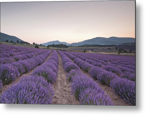 Scenics Metal Print featuring the photograph Lavender Fields Near To Sault At Dawn by Julian Elliott Photography