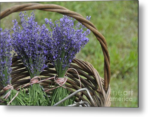 Lavender Metal Print featuring the photograph Lavender in a Basket by Cheryl McClure