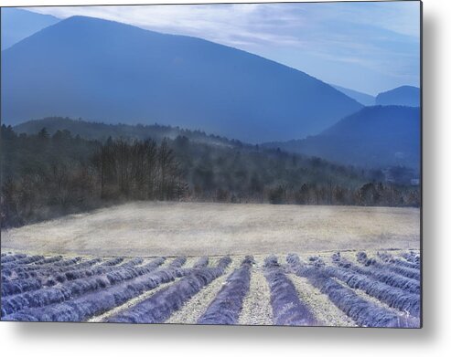 Lavender Metal Print featuring the photograph Lavender in Provence by Jean Gill