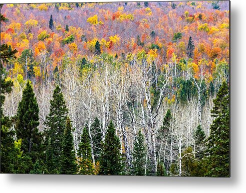 Layers Of Autumn Metal Print featuring the photograph Layers of Autumn by Mary Amerman