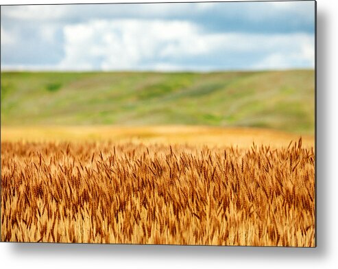 What Metal Print featuring the photograph Layers of Grain by Todd Klassy