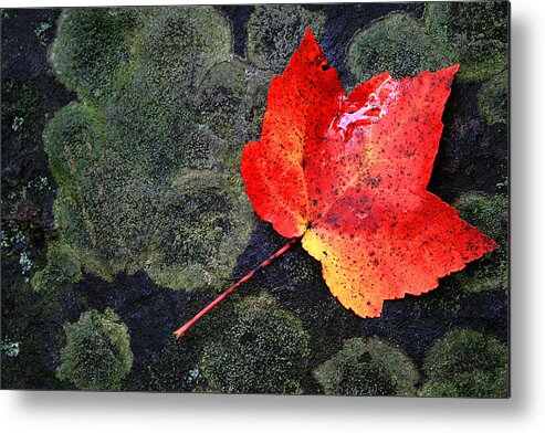 Leaf Metal Print featuring the photograph Leaf by David Pratt