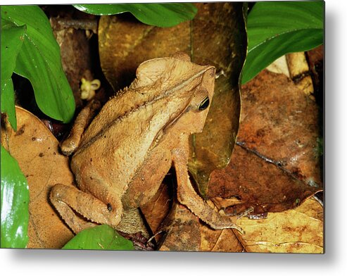 00511669 Metal Print featuring the photograph Leaf Litter Toad Bufo Typhonius by Michael and Patricia Fogden