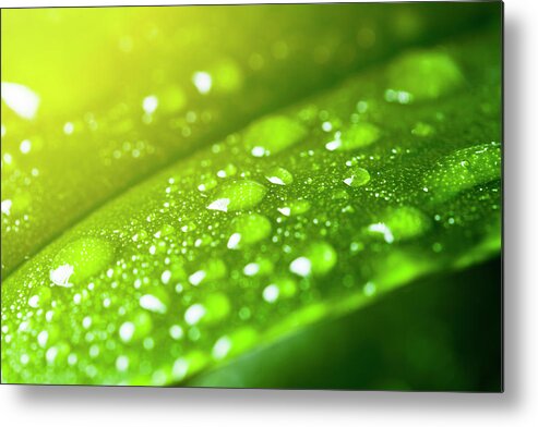 Purity Metal Print featuring the photograph Leaf With Rain Droplets by Neoblues