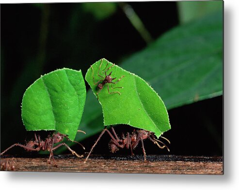 00510975 Metal Print featuring the photograph Leafcutter Ant Atta Sp Group Workers by Michael and Patricia Fogden
