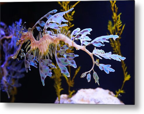 Leafy Metal Print featuring the photograph Leafy Sea Dragon - Seahorse by Russ Harris