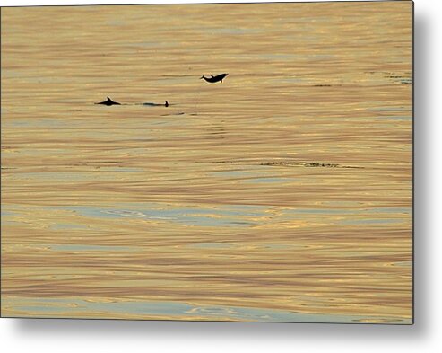 Dolphin Metal Print featuring the photograph Leaping Dolphin and Golden Sea by Bradford Martin