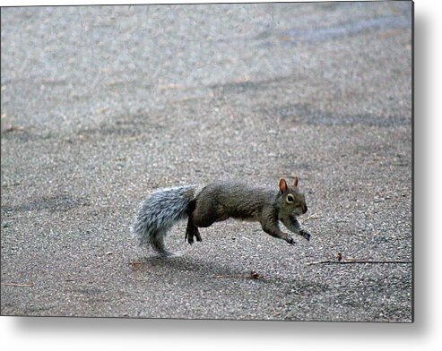 Squirrel Metal Print featuring the photograph Leaping Squirrel by Lorna Rose Marie Mills DBA Lorna Rogers Photography