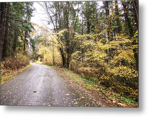 Bellingham Metal Print featuring the photograph Leaves of Gold by Judy Wright Lott