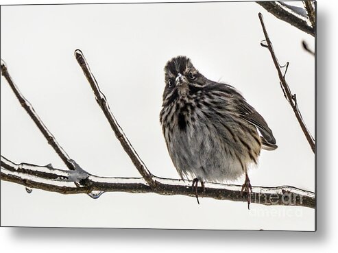 Bird Metal Print featuring the photograph Left Leaning Sparrow by Lynellen Nielsen