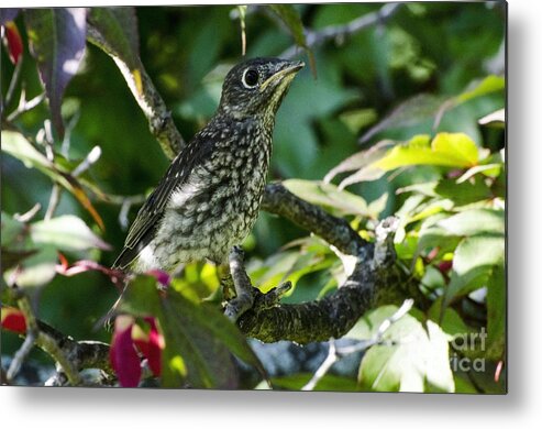First Flight Metal Print featuring the photograph Left The Nest by Judy Wolinsky