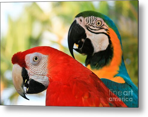 Macaw Metal Print featuring the photograph Lele by Sharon Mau