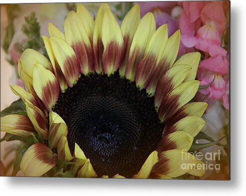 Lemon & Spice Sunflower Metal Print featuring the photograph Lemon and Spice Sunflower by Yumi Johnson