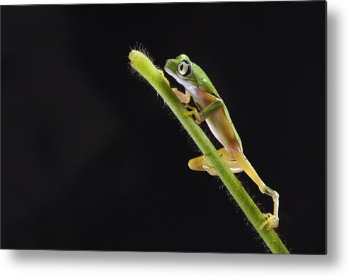 Nis Metal Print featuring the photograph Lemur Leaf Frog by Marianne Brouwer