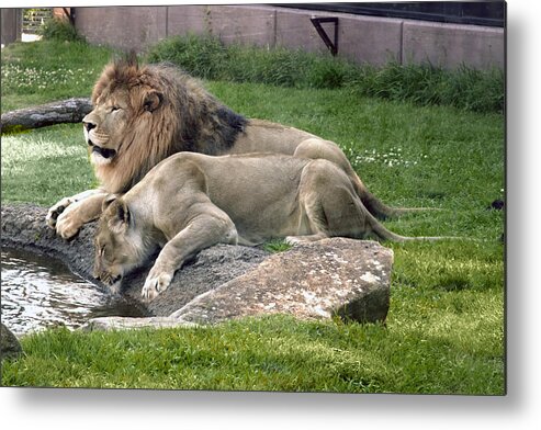 Leo Metal Print featuring the photograph Leo and Una - Twin Male and Female Lions at the University of North Alabama by Carol M Highsmith