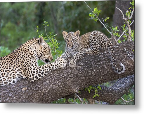 Nis Metal Print featuring the photograph Leopard And Cub Masai Mara Kenya by Andrew Schoeman