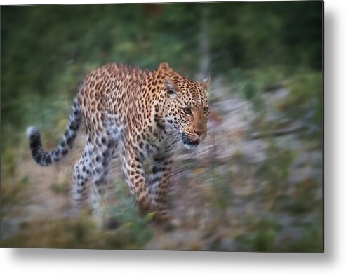Africa Metal Print featuring the photograph Leopard on the Prowl by Sylvia J Zarco