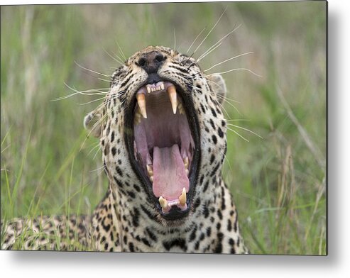 Sergey Gorshkov Metal Print featuring the photograph Leopard Yawning Sabi-sands Game Reserve by Sergey Gorshkov