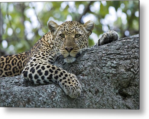 Flpa Metal Print featuring the photograph Leopard Watching from Fig Tree by Elliott Neep