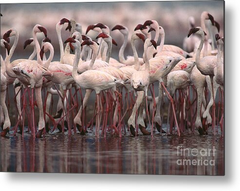 Lesser Flamingo Metal Print featuring the photograph Lesser Flamingos, Kenya by Art Wolfe