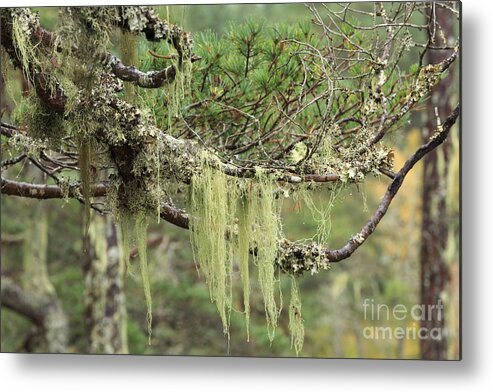 Lichen Metal Print featuring the photograph Lichens on tree branches in the Scottish Highlands by Louise Heusinkveld