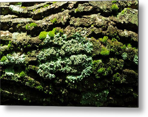 Ecosystem Metal Print featuring the photograph Life After Life by Rebecca Sherman