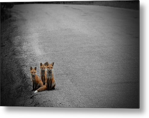 Fox Metal Print featuring the photograph Life is an Unknown Highway by Jim Garrison