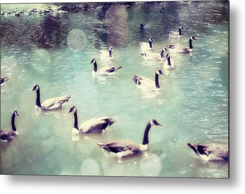Canadian Geese Metal Print featuring the photograph Life Is But a Dream by Amy Tyler