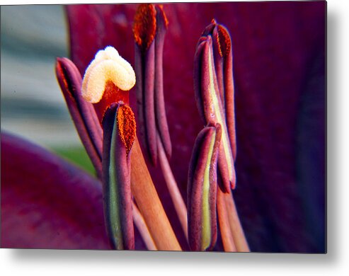 Eric Rundle Metal Print featuring the photograph Life of a Lily by Eric Rundle