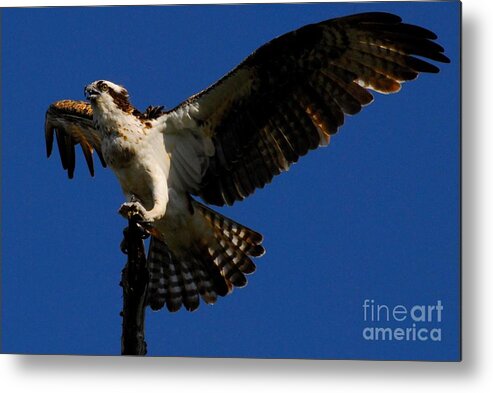 Osprey Metal Print featuring the photograph Lift off by Quinn Sedam