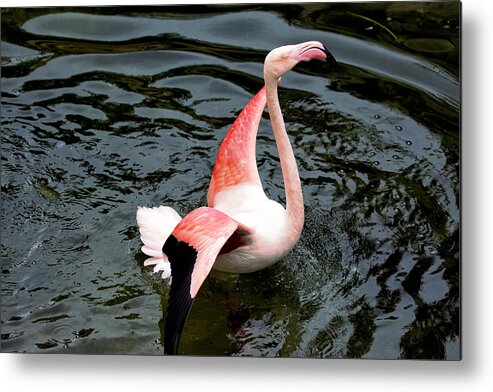Phoenicopterus Metal Print featuring the photograph Lifting flight by Goyo Ambrosio