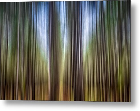 Pine Trees Metal Print featuring the photograph Light In the Forest by Carolyn Marshall