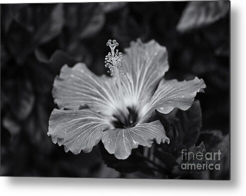 Hibiscus Metal Print featuring the photograph Light Magnets... by Dan Hefle