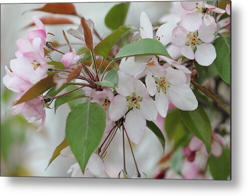 Landscape Metal Print featuring the photograph Light Pink Crabapple by Donna L Munro