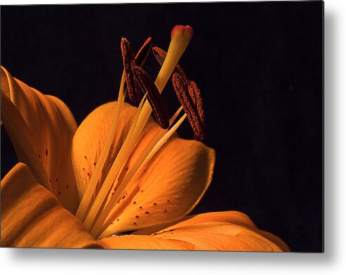Lily Metal Print featuring the photograph Light Touch ll by Shirley Mitchell