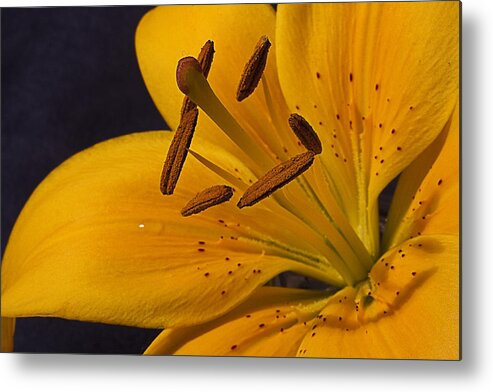 Lily Metal Print featuring the photograph Light Touch lV by Shirley Mitchell