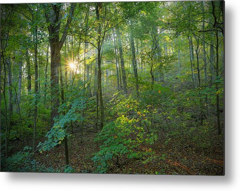 Forest Metal Print featuring the photograph Light Up The Forest by Jaki Miller