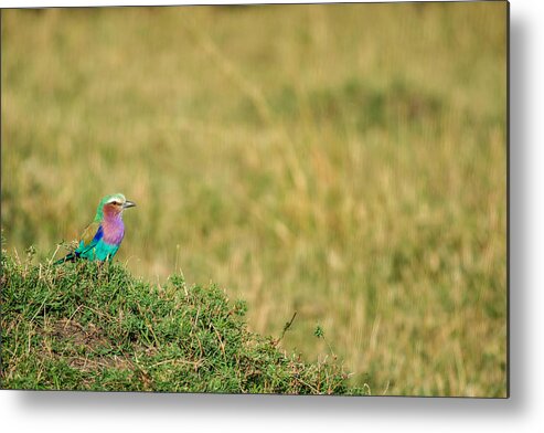 Africa Metal Print featuring the photograph Lilac-breasted Roller, Maasai Mara by James Steinberg