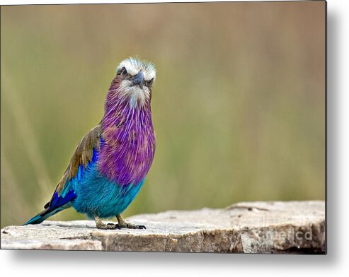 Africa Metal Print featuring the photograph Lilac Breasted Roller With Attitude by Timothy Hacker