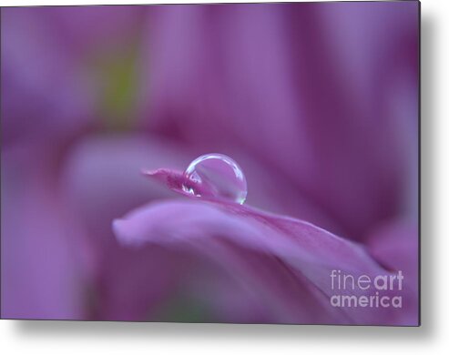 Michelle Meenawong Metal Print featuring the photograph Lilac by Michelle Meenawong