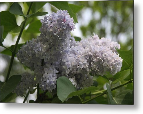 Vadim Metal Print featuring the photograph Lilac by Vadim Levin