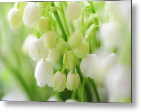 Lily Of The Valley Metal Print featuring the photograph Lilies of the Valley. Macro by Jenny Rainbow